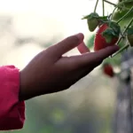 Antraknoza truskawek – objawy, zapobieganie i zwalczani Antraknoza truskawek