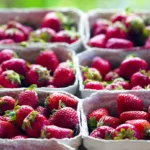 Bakteryjna plamistość liści truskawek – objawy i zwalczanie Bakteryjna plamistość liści truskawek