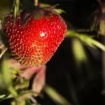 Czerwona plamistość liści truskawek – objawy, zapobieganie i zwalczanie Czerwona plamistość liści truskawek