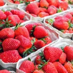 Fytoftoroza truskawek – objawy, zapobieganie i zwalczanie Fytoftoroza truskawek