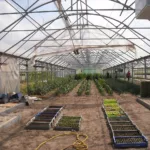 Truskawki w tunelu foliowym – uprawa krok po kroku Truskawki w tunelu foliowym