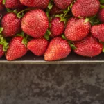 Zgorzel siewek truskawek – objawy i zwalczanie Zgorzel siewek truskawek