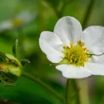 Mączniak prawdziwy truskawek – objawy, zapobieganie zwalczanie Mączniak prawdziwy truskawek