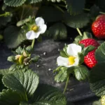 Szara pleśń truskawek – objawy, zapobieganie i zwalczanie szara pleśn truskawek