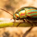 Chrząszcz truskawkowiec – jak rozpoznać i skutecznie zwalczyć? Chrząszcz truskawkowiec