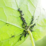 Mszyce – skuteczne zwalczanie mszyc na truskawkach Mszyce