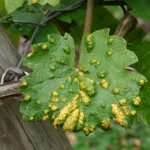 Drutowce w uprawie truskawek – skuteczne metody zwalczania drutowce