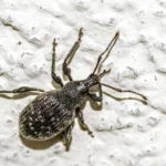 Opuchlaki – jak skutecznie zwalczać szkodnika truskawek? opuchlaki