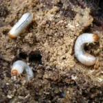 Pędraki w truskawkach – jak zwalczać i chronić plantację? pędraki