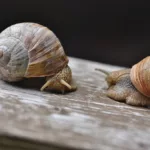 Ślimaki w uprawie truskawek – jak je skutecznie zwalczać? ślimaki