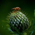 Wciornastki w uprawie truskawek – jak rozpoznać i skutecznie zwalczać? wciornastki